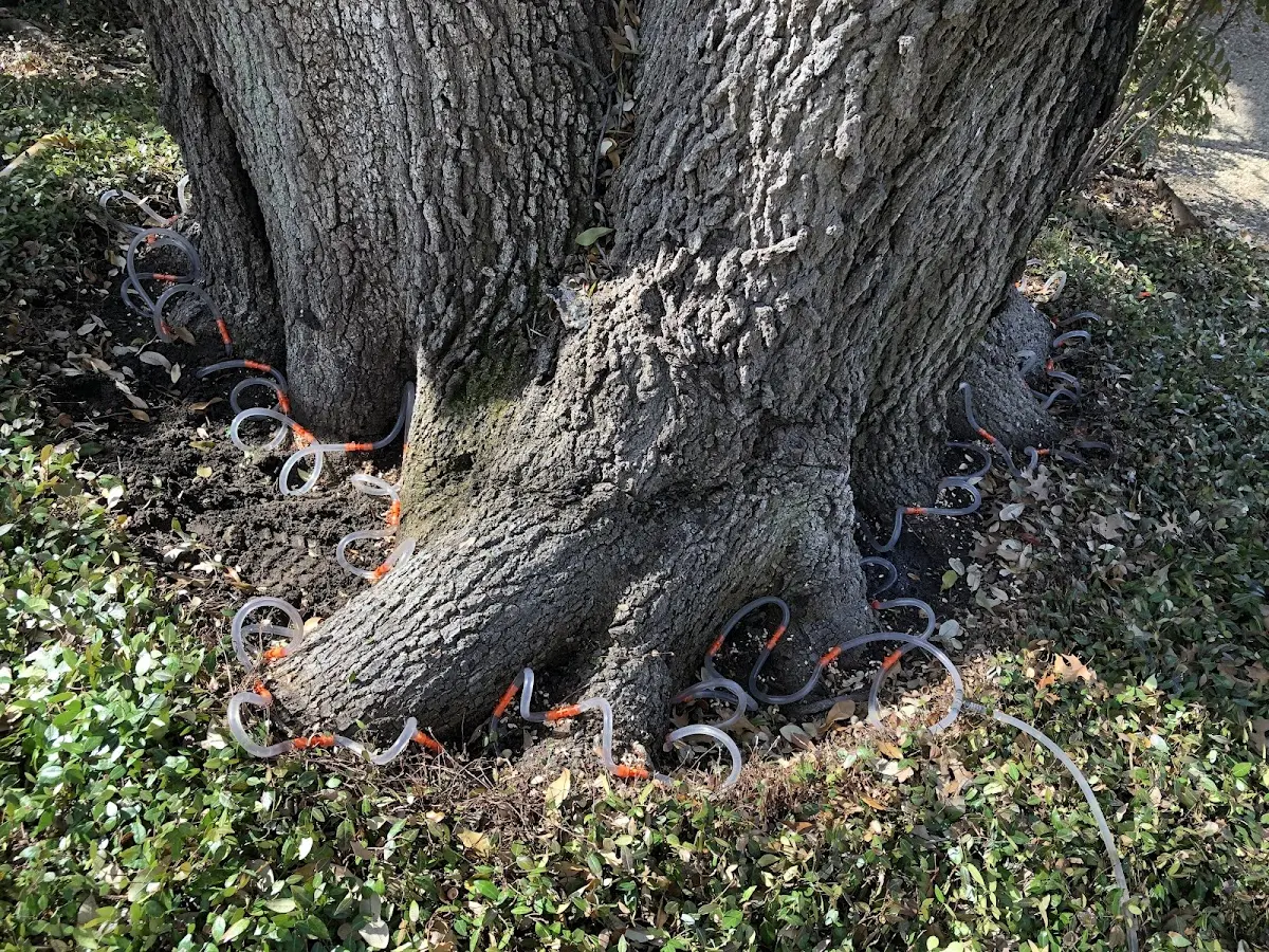 Detailed Tree Cabling and Bracing job site in Milfay